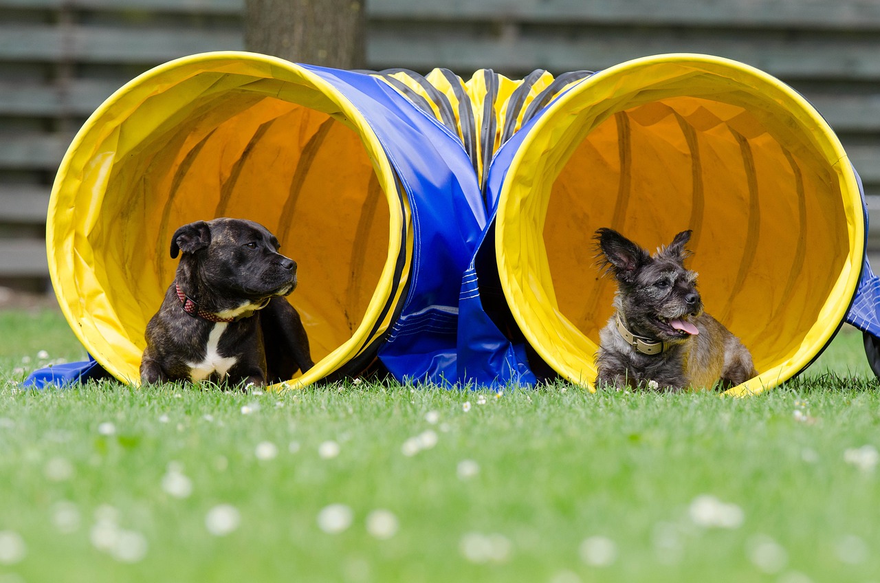 Tips for Training Your Dog to Do Agility